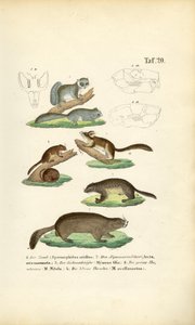 Rodents from the Squirrel and Dormouse Families