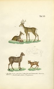 Roe Deer, Musk Deer, and Mouse Deer