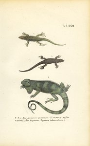 Sand Lizards and Green Iguana