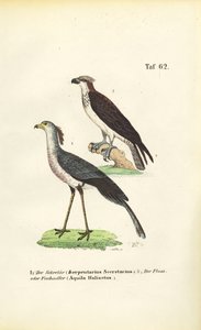 Secretary Bird and Osprey