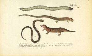Skink, Cylindrical Skink, Slow Worm and Caecilian