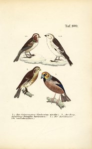 Snow Bunting, Twite and Hawfinch