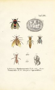 Social Insects with Developmental Stages