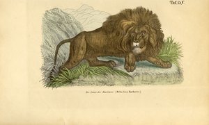 The Barbary Lion