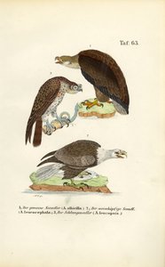 Three Sea Eagle Species