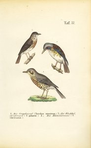 Three Thrush Species