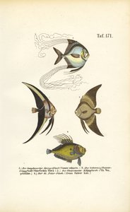 Tropical Ornamental Fish
