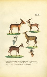 Various Antelope Species