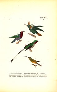 Various Hummingbird Species