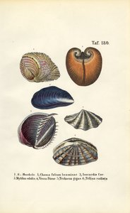 Various Marine Bivalves