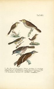Various Reed Warblers and Dunnocks