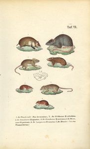 Various Species of Muridae