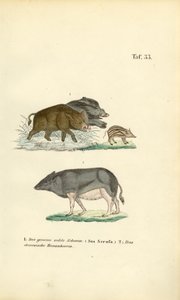 Wild Boars and Domestic Pig