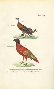 Wild Turkey and Satyr Tragopan by J. W. Tenhaeff