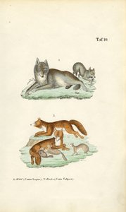 Wolf and Fox with Their Young