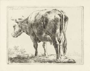 Standing Cow