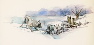 Pack of Wolves, from Call of the Wild, Adventure Novel by Jack London