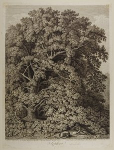Sophora by Jacob Philippe Hackert