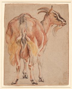 Goat by Jacob Jordaens