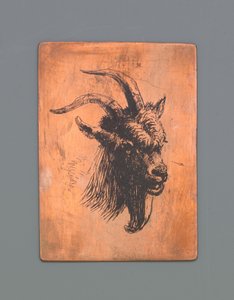 Head of a goat