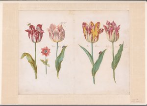 Sheet from a Tulip Book