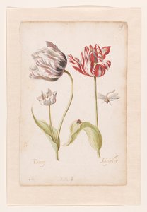 Two Tulips with Insects