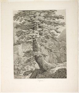 Fir Tree