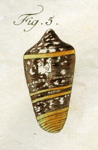 Illustration of Conus Ammiralis (subspecies Summus), 1790