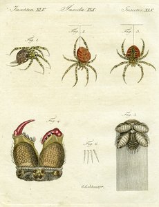 Illustration of spiders, 1790