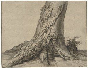 Study of a tree trunk with roots