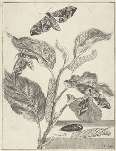 Leaves with Caterpillars and Butterflies