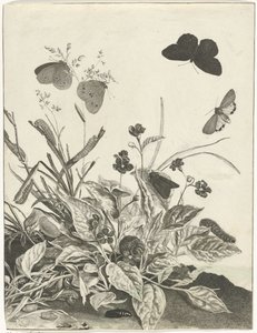 Plants with Butterflies and Caterpillars