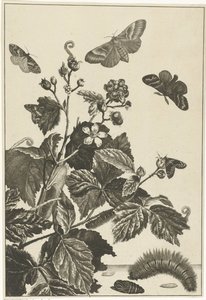 Wild Rose with Caterpillars and Butterflies