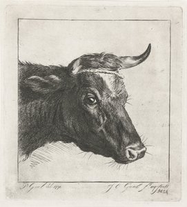 Head of a Cow with Rope Around the Horns
