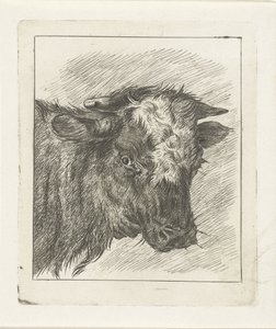 Head of a Cow with White Spot