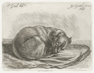 Sleeping Dog Lying on a Blanket