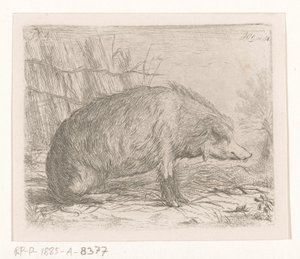 Seated Wild Boar