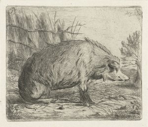 Seated Wild Boar