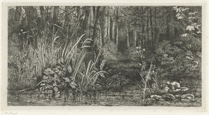 Forest Stream