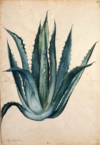 Century plant (Agave americana)