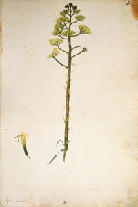 Century Plant Flower (Agave americana)