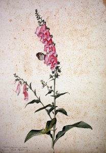Herbarium: Digitalis Purpurea with Papilio Paphia