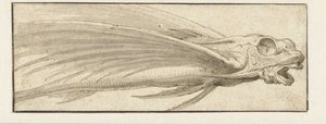 Flying Fish by Jacopo Ligozzi