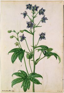 Delphinium: Staphisagria (Stavesacre), c.1568, by J.Le Moyne de Morgues
