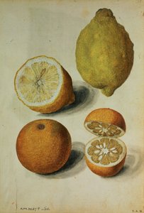Lemons: Citrus limonum and Citrus aurantium