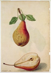 Pear: Pyrus communis, c.1568, by J.le Moyne de Morgues