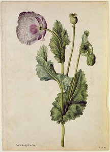 Poppy: Opium (Papaver somniferum), c.1568, by J.le Moyne de Morgues