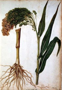 Setaria italica, c.1568 by Jacques  Le Moyne