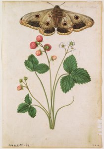 Strawberry: Wild (Fragaria vesca) and Female Emperor Moth, c.1568, by J.le Moyne de Morgues