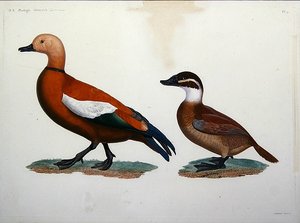 Casarca Duck